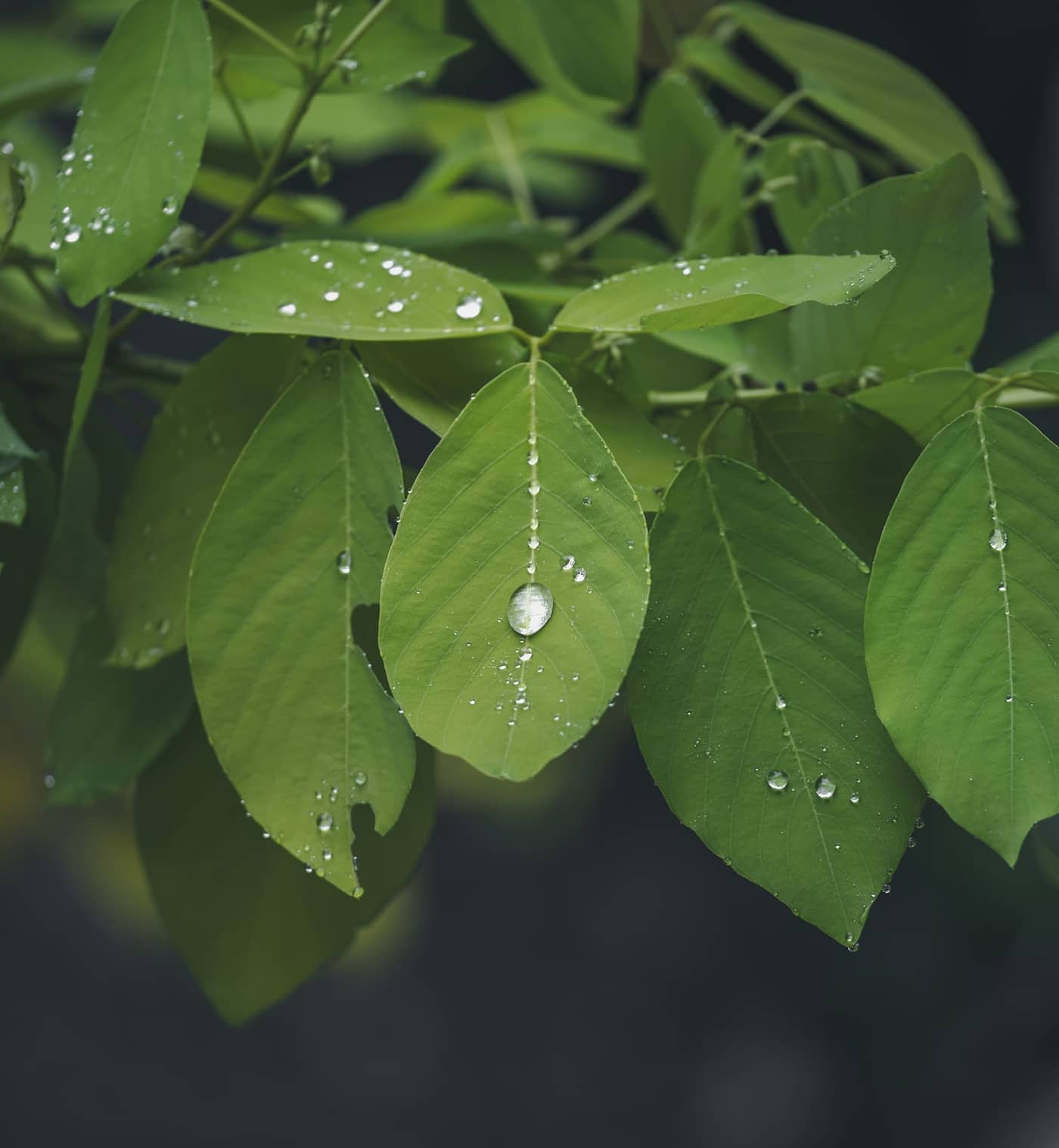 Abel Carlo Photography, Creative Shots, image 18